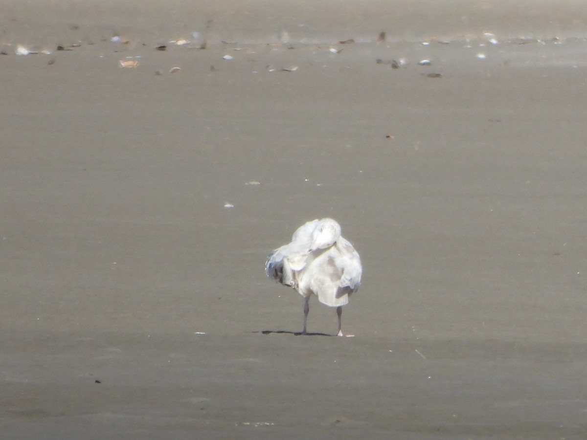 Ipar-kaioa - ML644993099