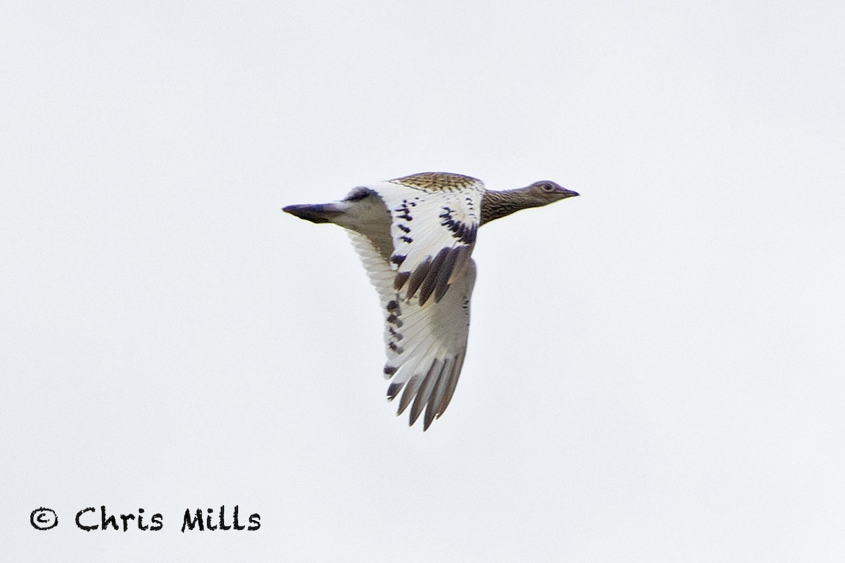 Little Bustard - ML644993103