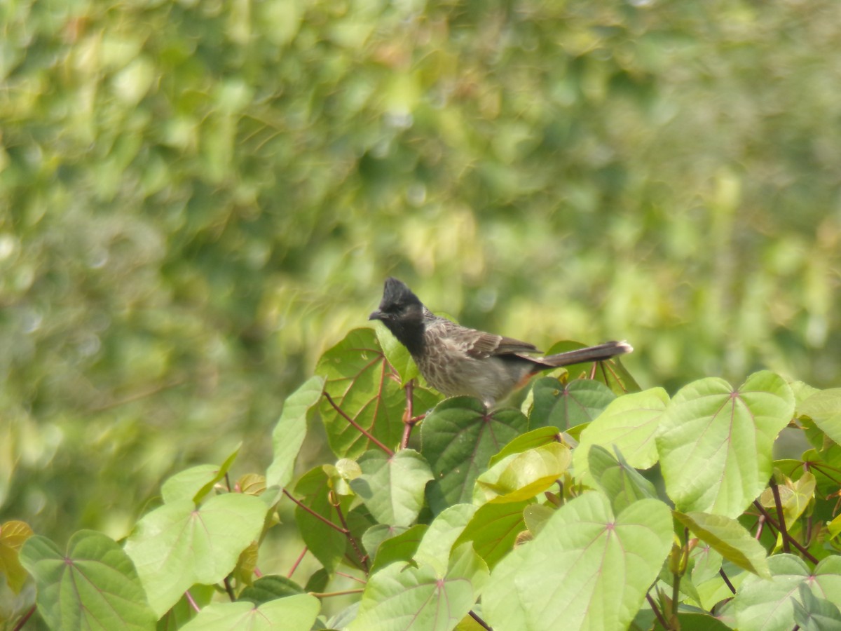 Red-vented Bulbul - ML644993105