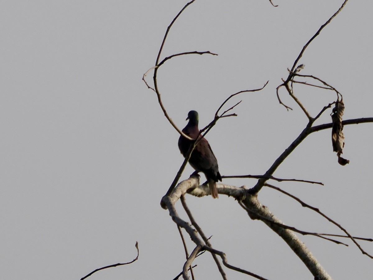 Pale-vented Pigeon - ML644993117