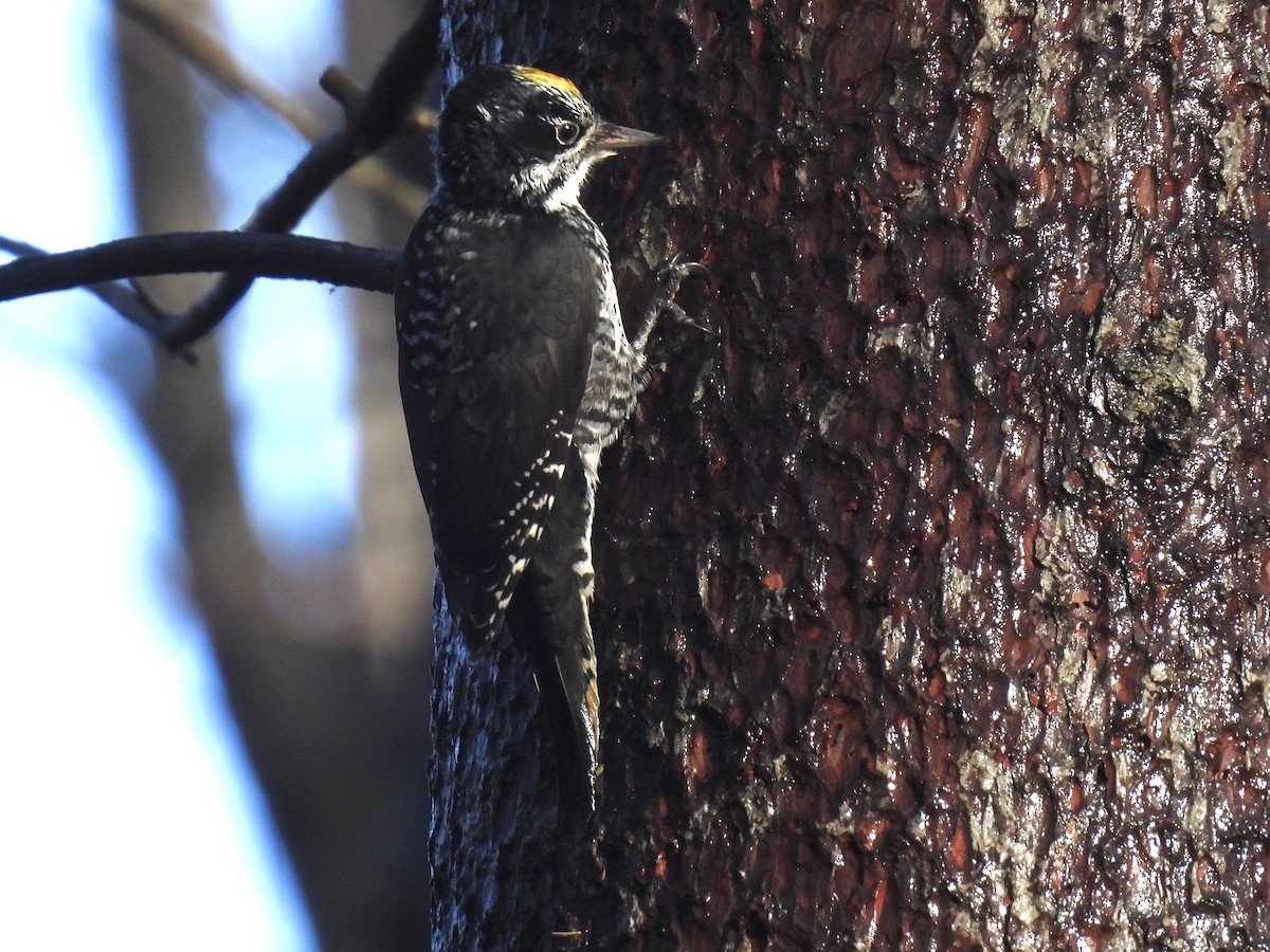 American Three-toed Woodpecker - ML644993145