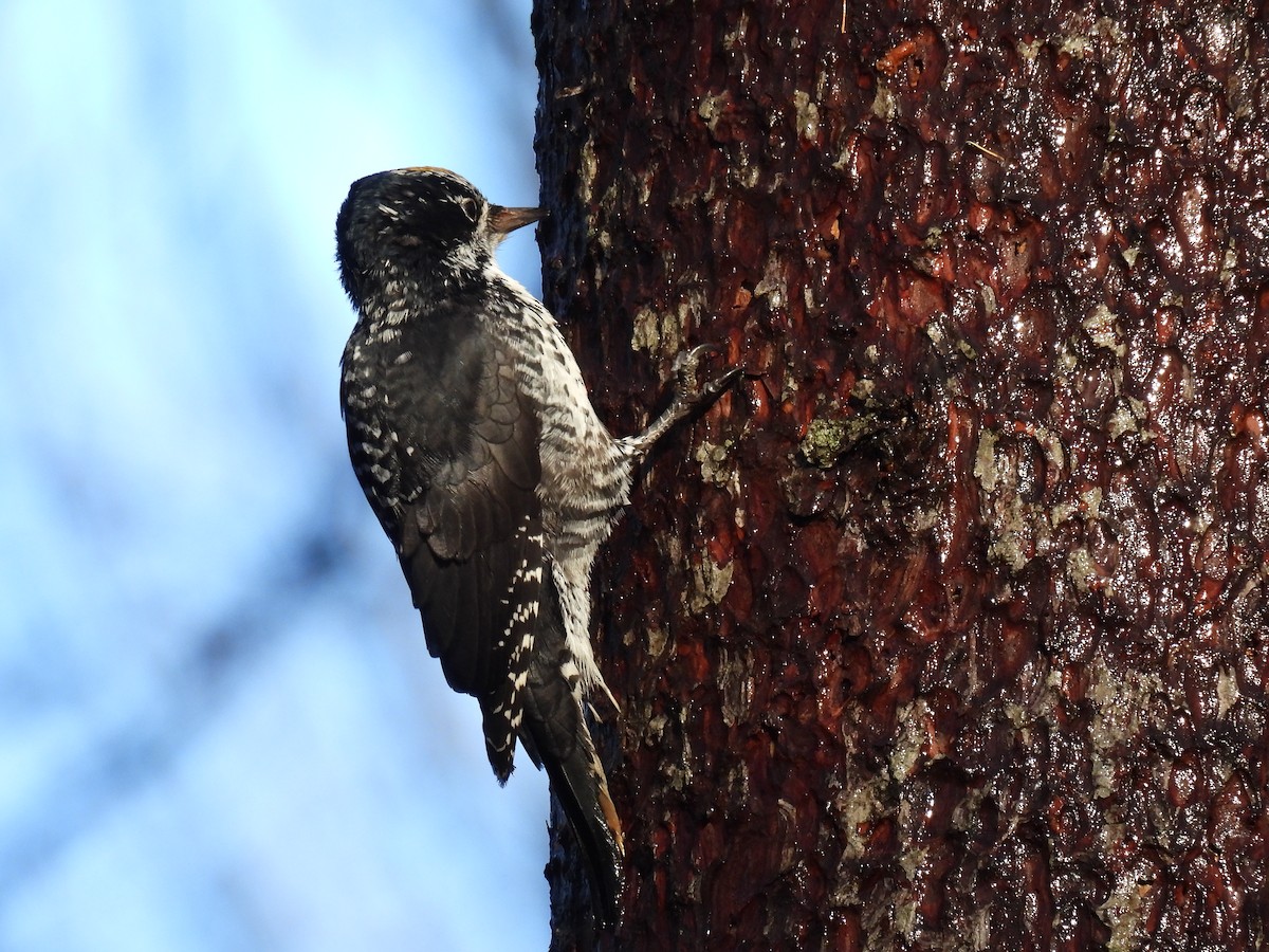 American Three-toed Woodpecker - ML644993146