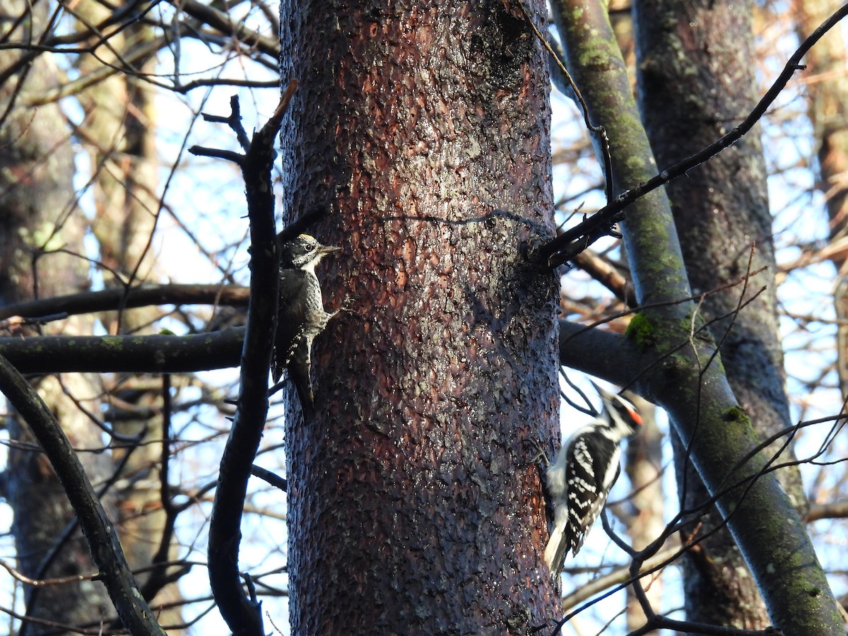 American Three-toed Woodpecker - ML644993147
