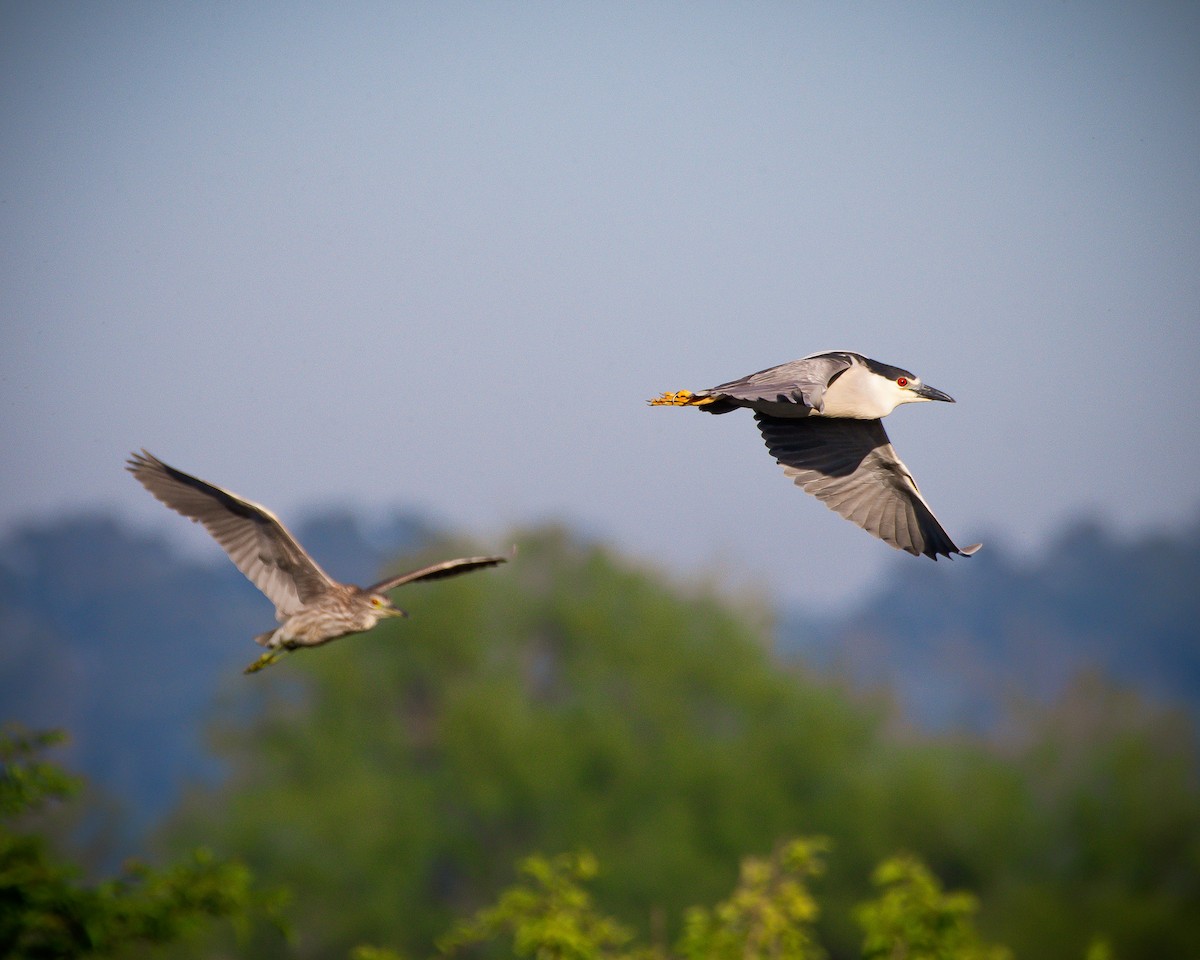 Black-crowned Night Heron - ML644993149