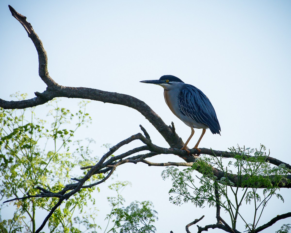Black-crowned Night Heron - ML644993150