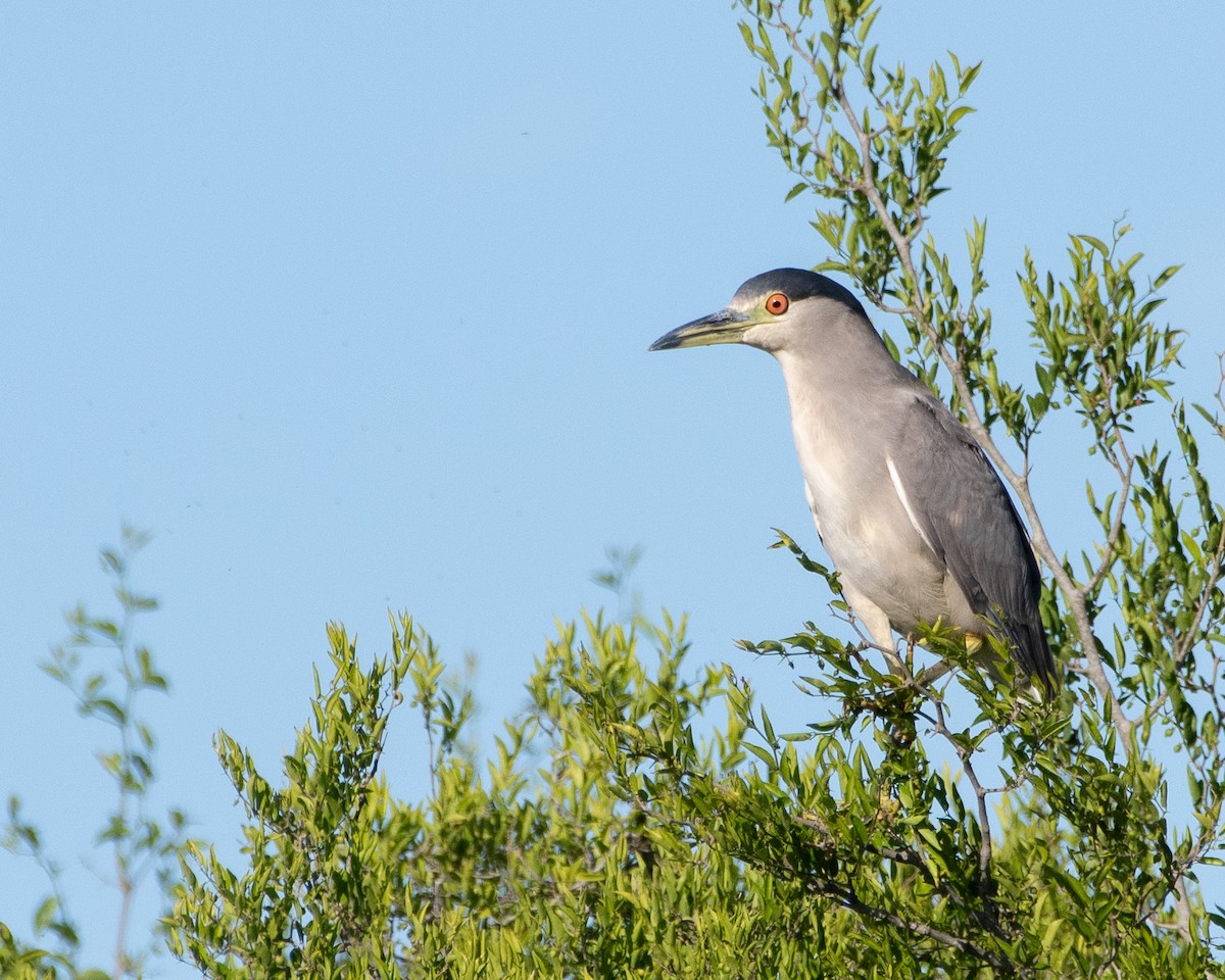 Black-crowned Night Heron - ML644993151