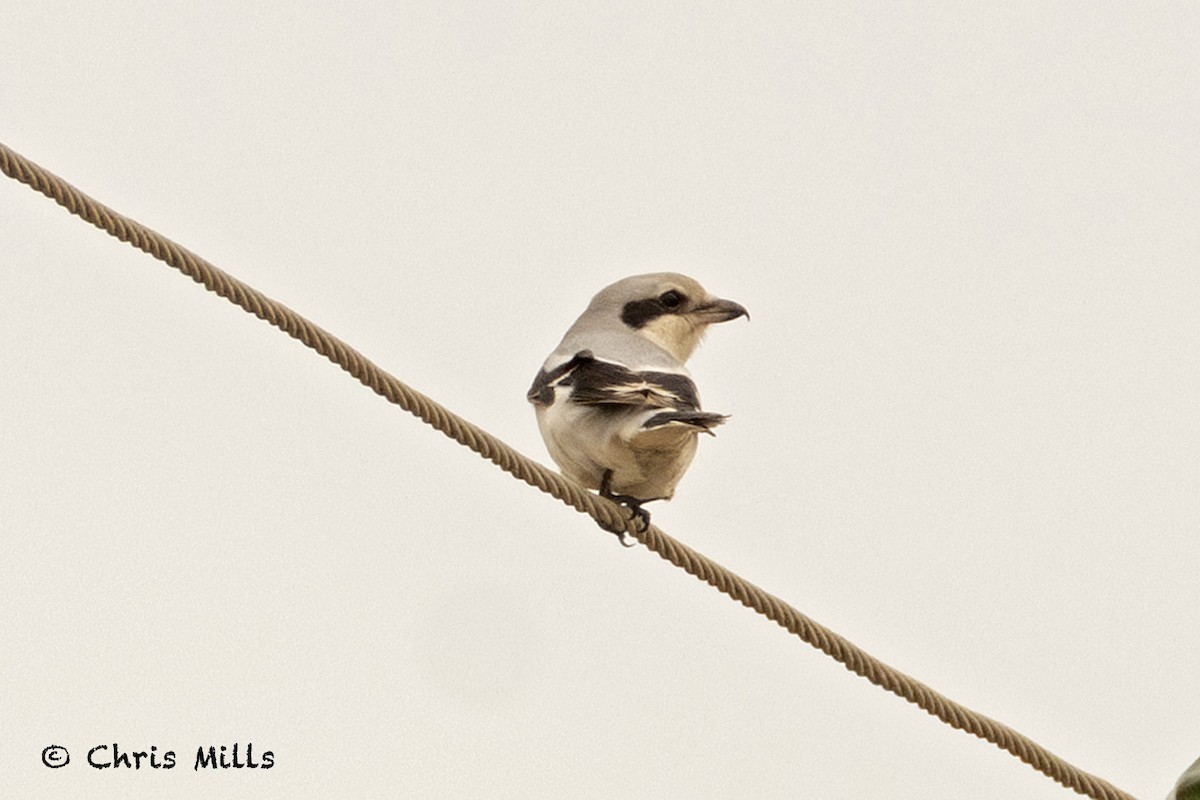 Great Gray Shrike - ML644993152