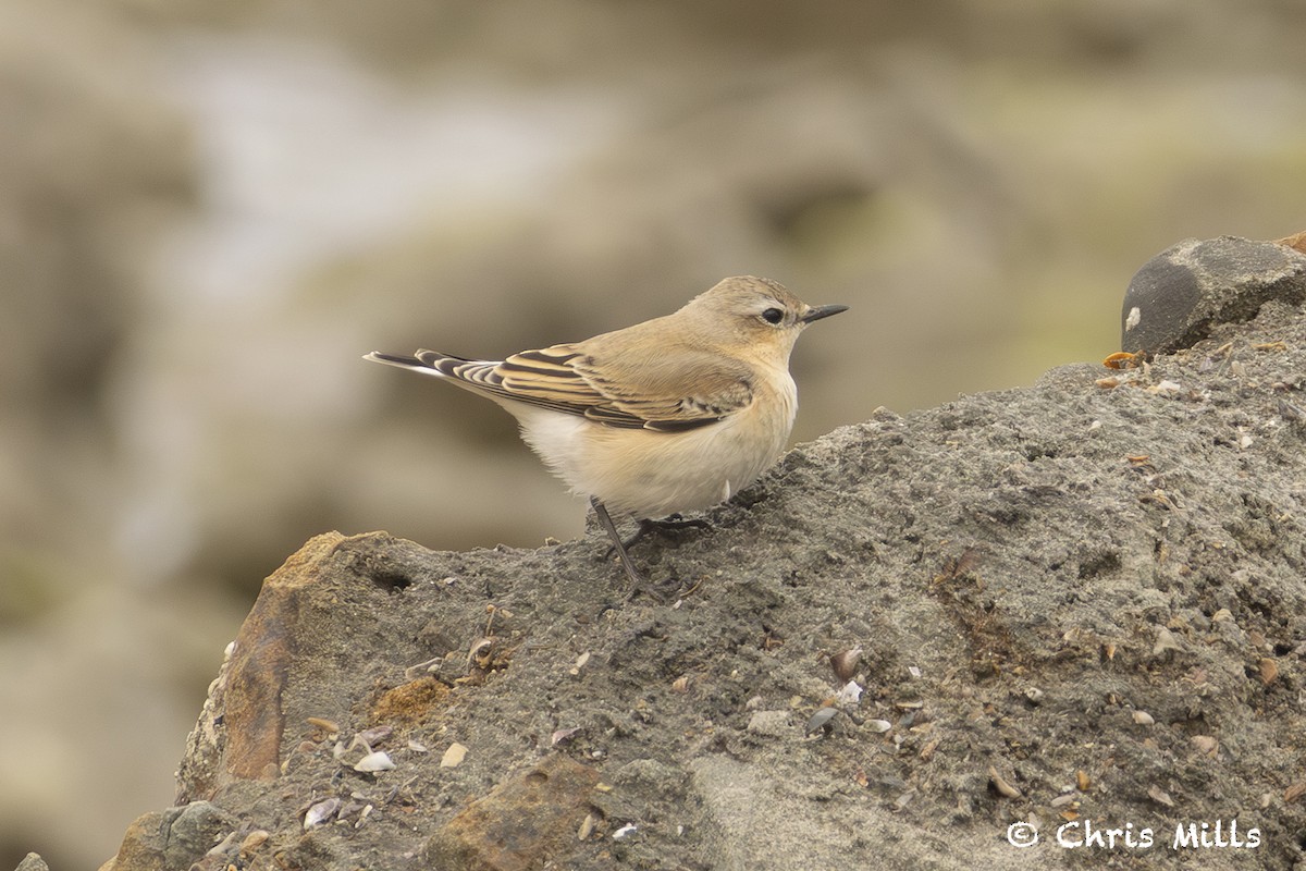 Northern Wheatear - ML644993162