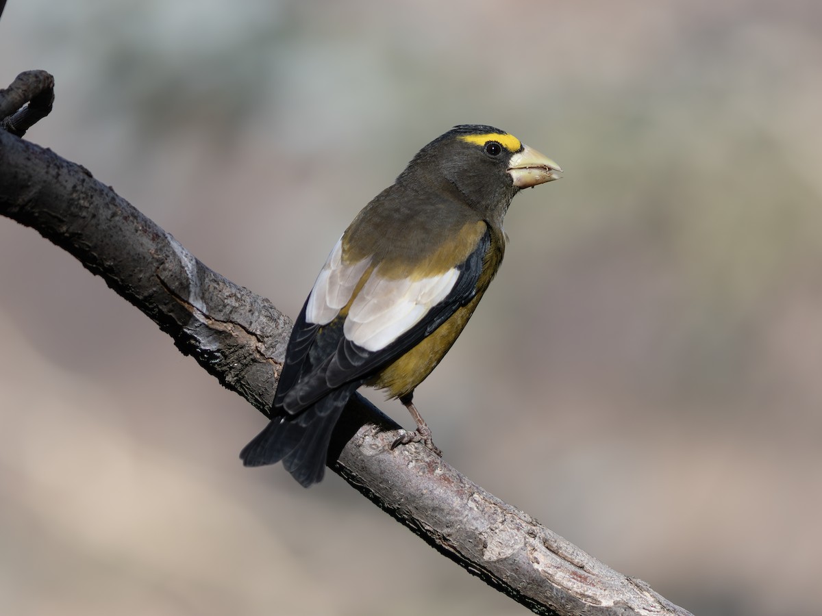 Evening Grosbeak - ML644993168
