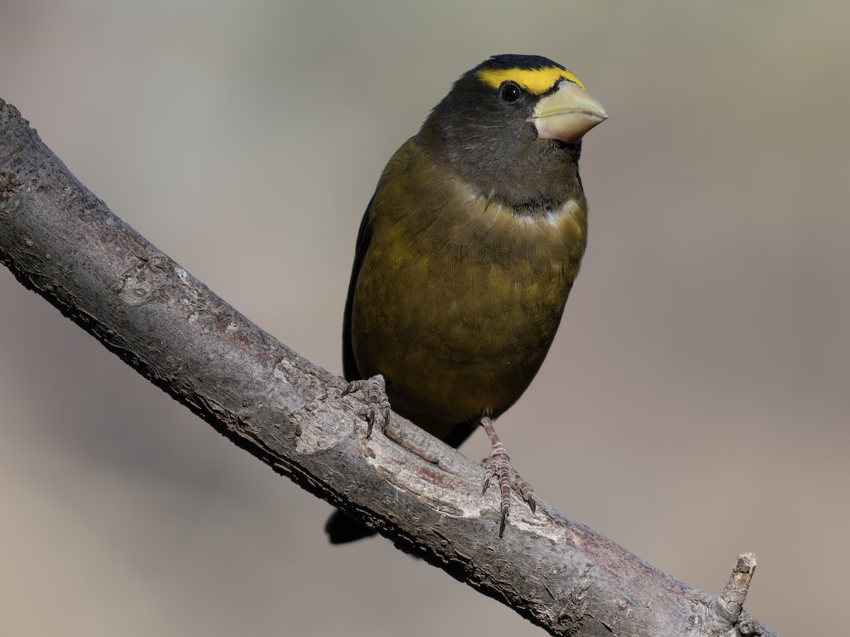 Evening Grosbeak - ML644993169