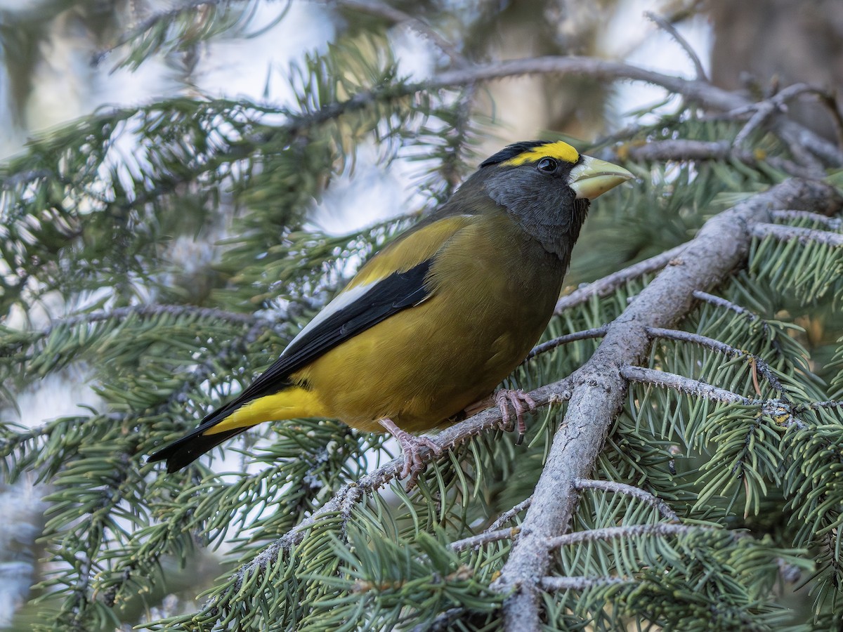 Evening Grosbeak - ML644993170