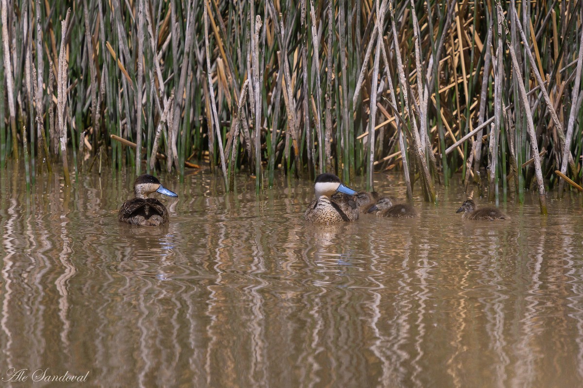 Puna Teal - ML644993176