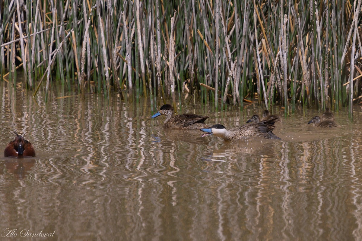 Puna Teal - ML644993177