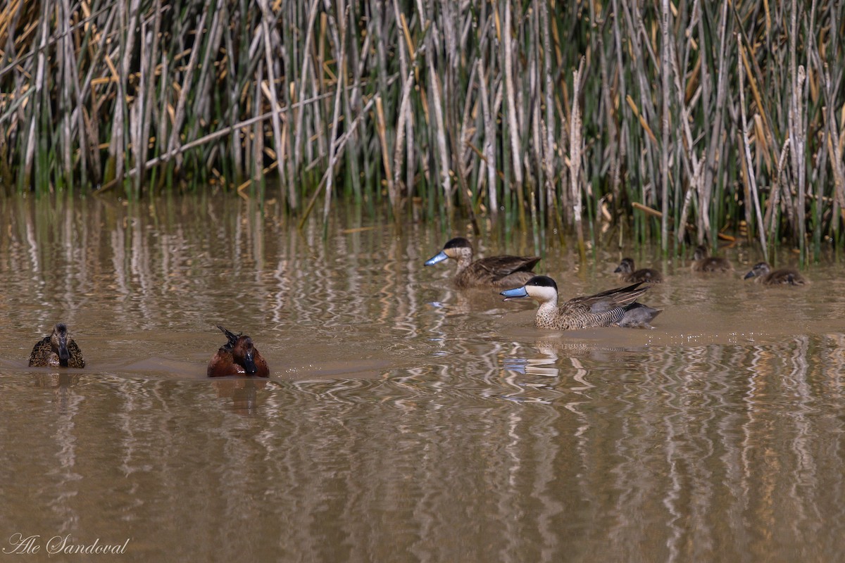 Puna Teal - ML644993178