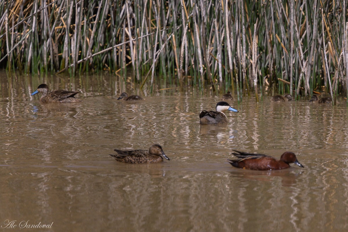 Puna Teal - ML644993179
