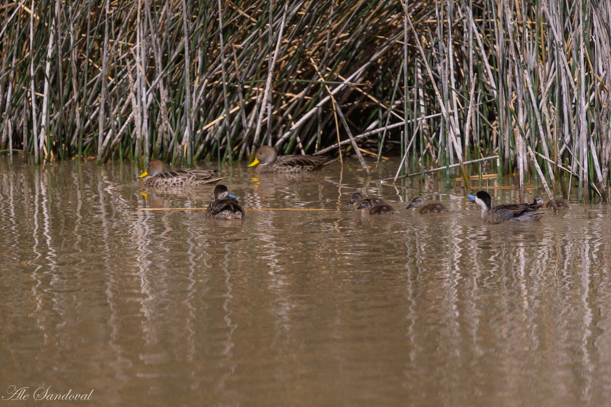 Puna Teal - ML644993180