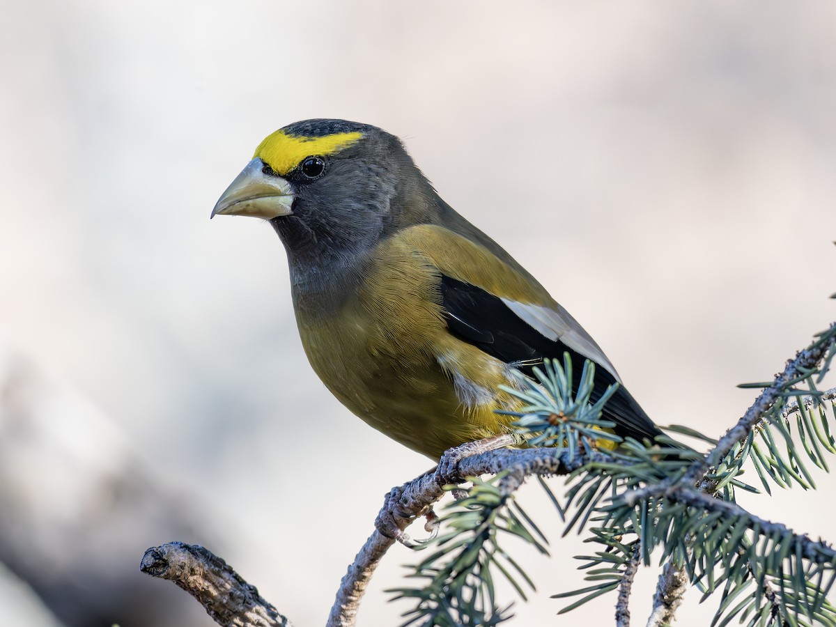 Evening Grosbeak - ML644993183