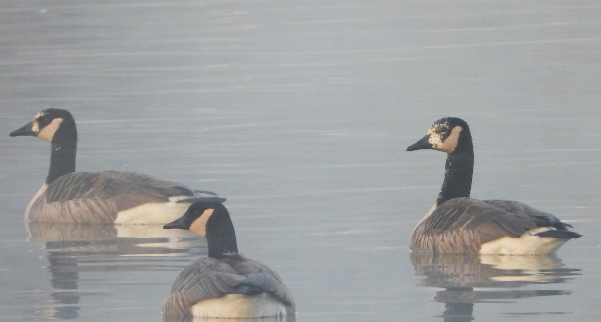 Barnacla Canadiense Grande - ML644993210