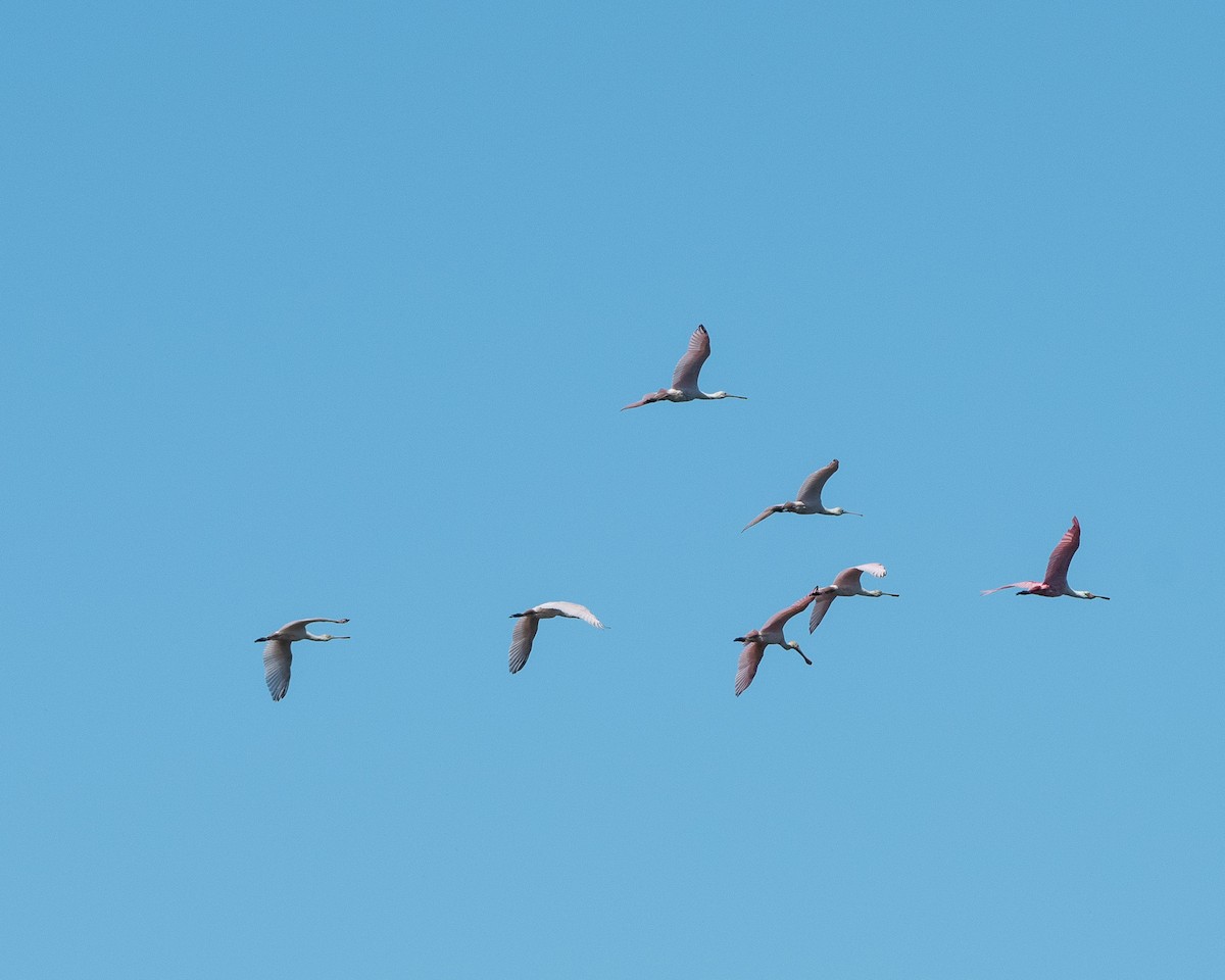 Roseate Spoonbill - ML644993212