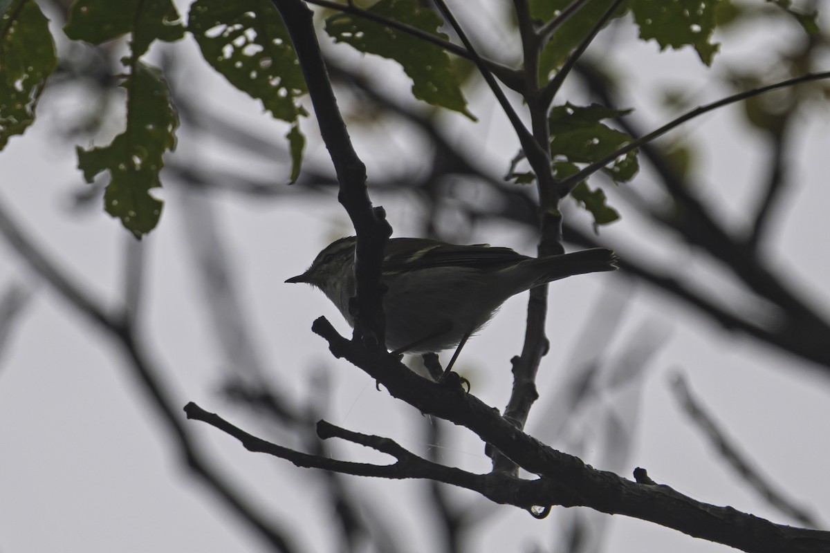 Пеночка-зарничка - ML644993220