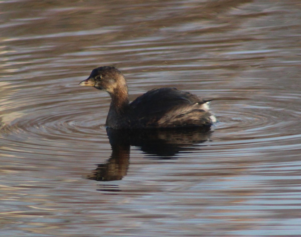 Pied-billed Grebe - ML644993224
