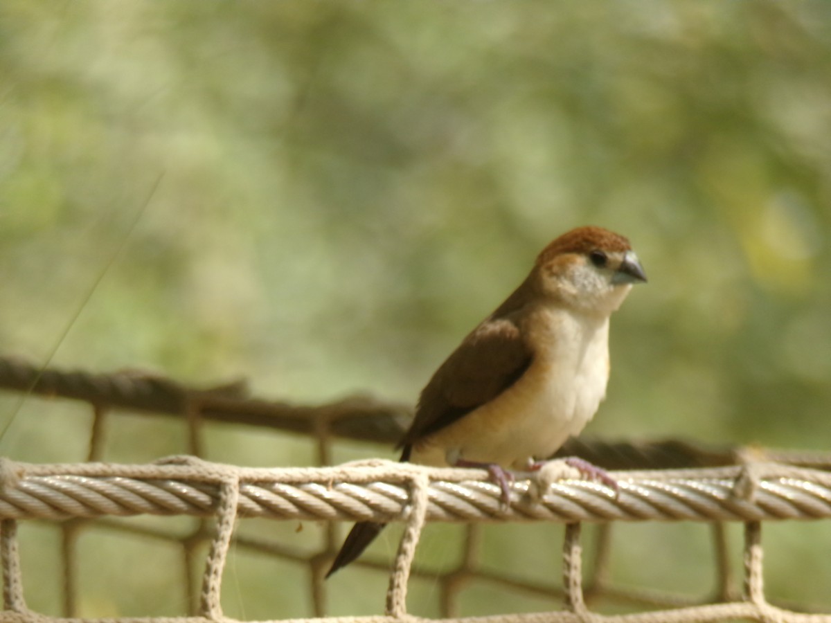 Indian Silverbill - ML644993282