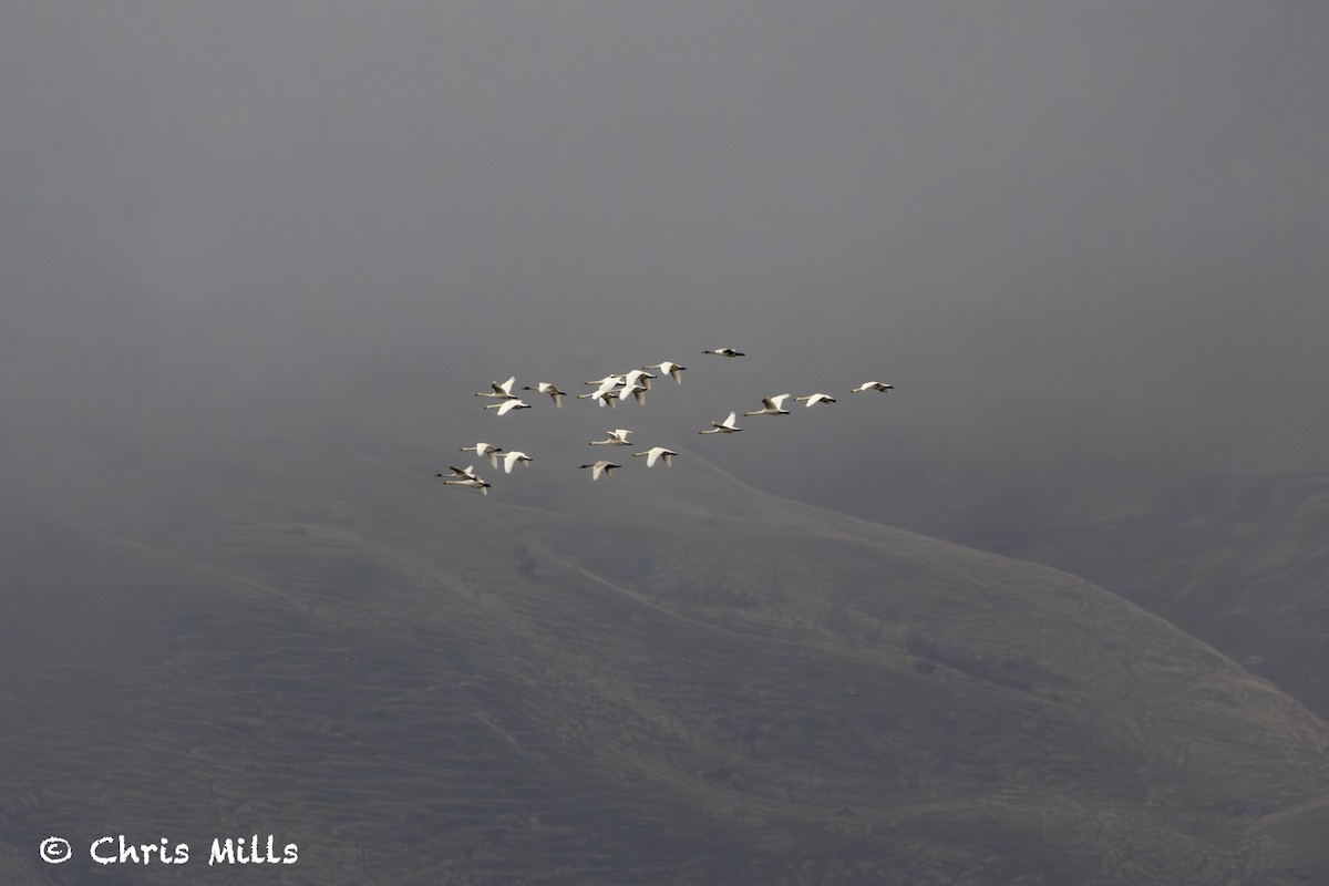 Tundra Swan - ML644993359