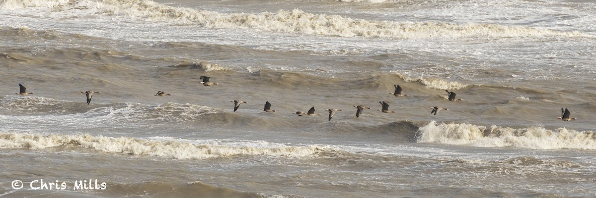 Greater White-fronted Goose - ML644993376