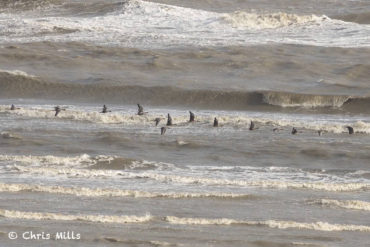 Greater White-fronted Goose - ML644993384