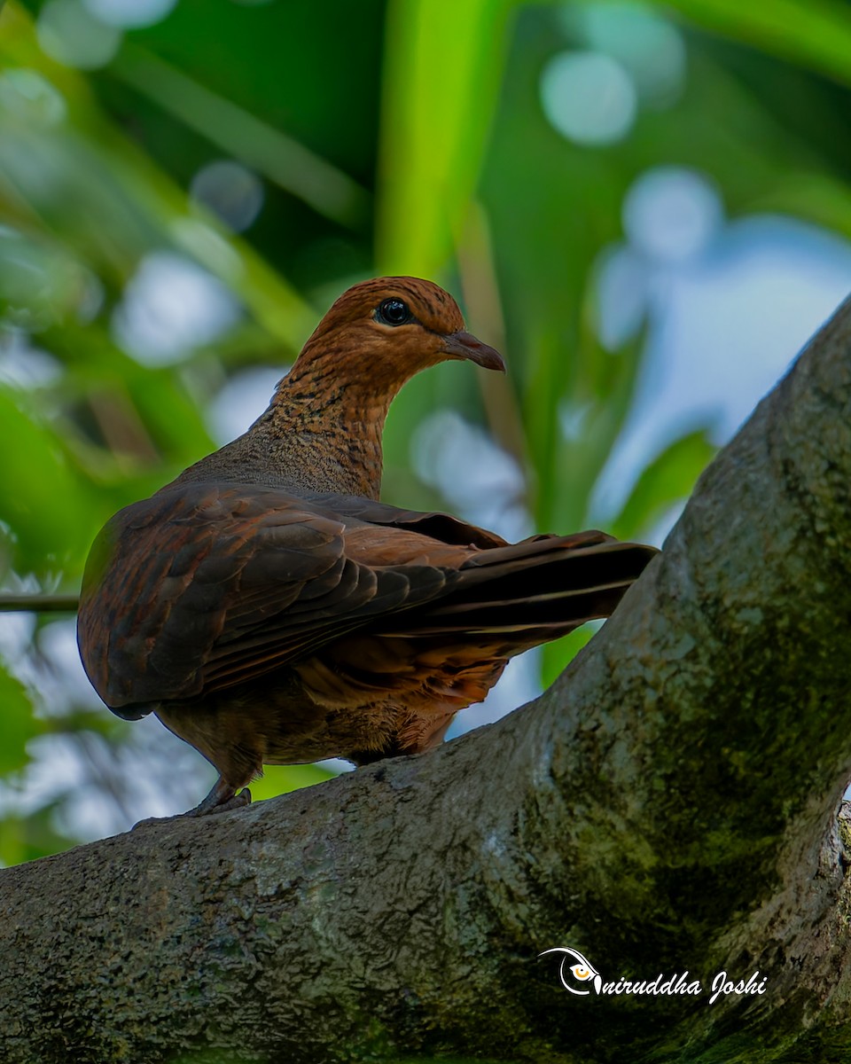 Kızıl Guguk Kumrusu - ML644993388