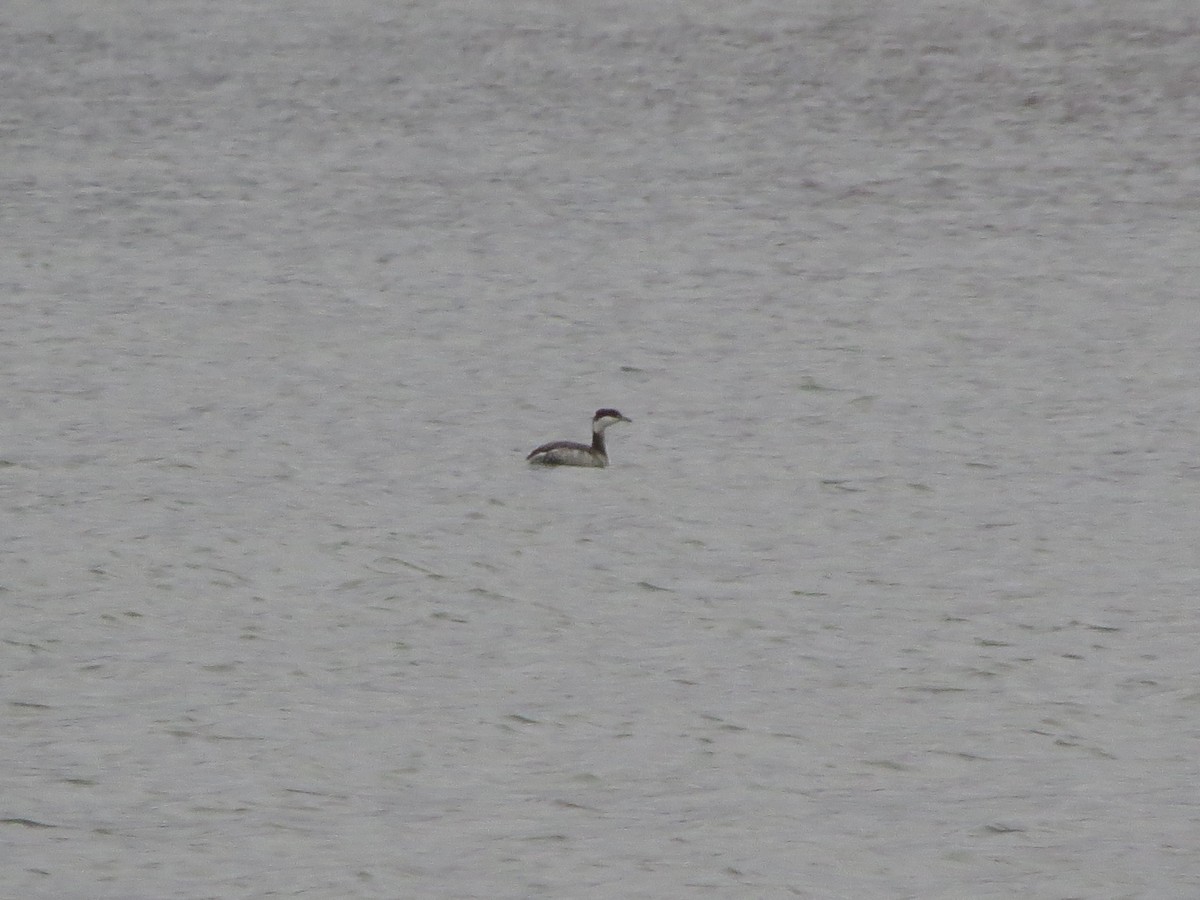 Horned Grebe - ML644993389