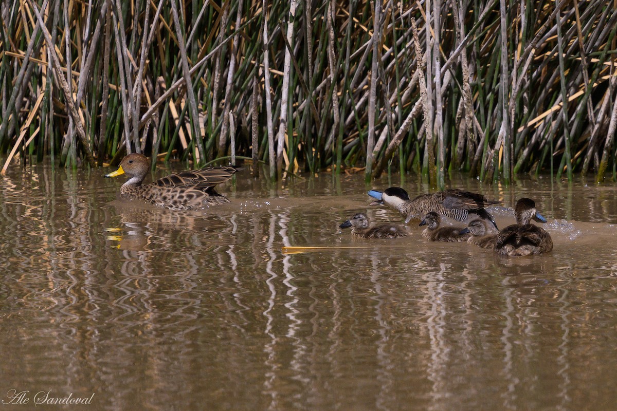 Puna Teal - ML644993403