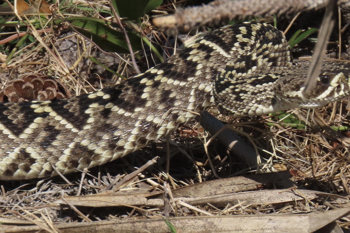 Crotalo adamantino orientale - ML644993405