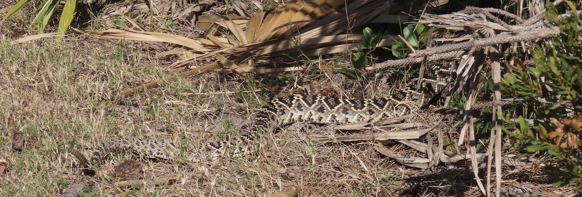 Crotalo adamantino orientale - ML644993409