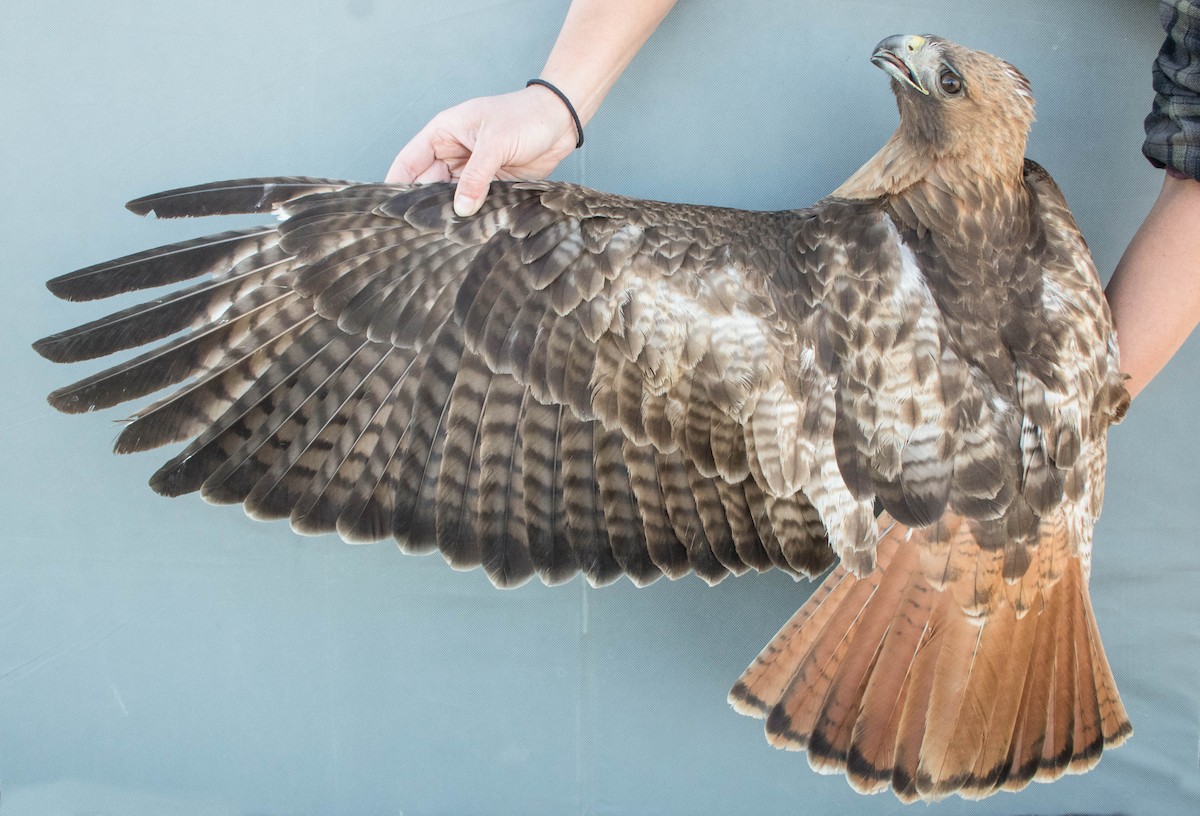 Red-tailed Hawk (calurus/alascensis) - ML644993427