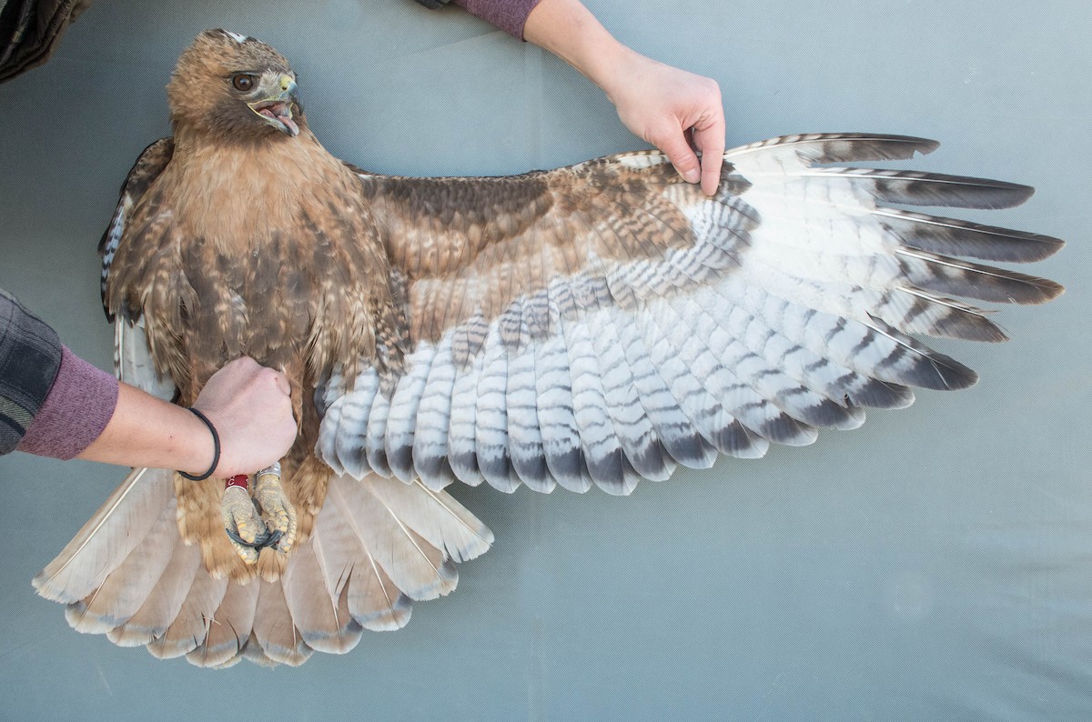 Red-tailed Hawk (calurus/alascensis) - ML644993428