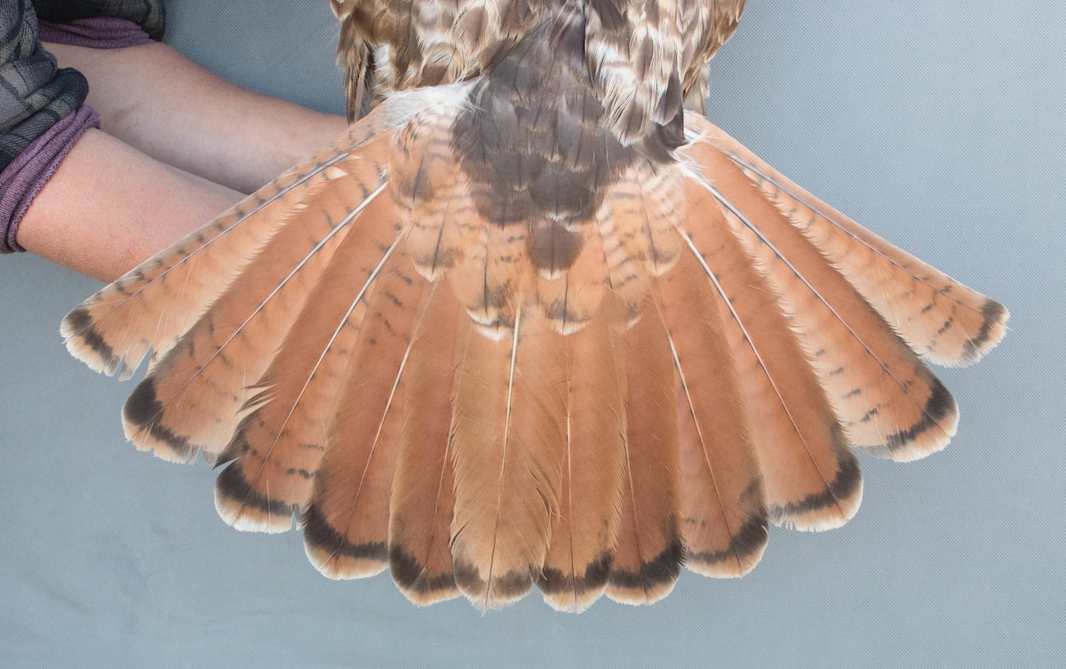 Red-tailed Hawk (calurus/alascensis) - ML644993457