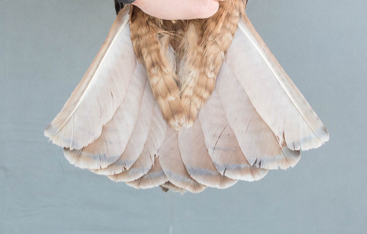 Red-tailed Hawk (calurus/alascensis) - ML644993459