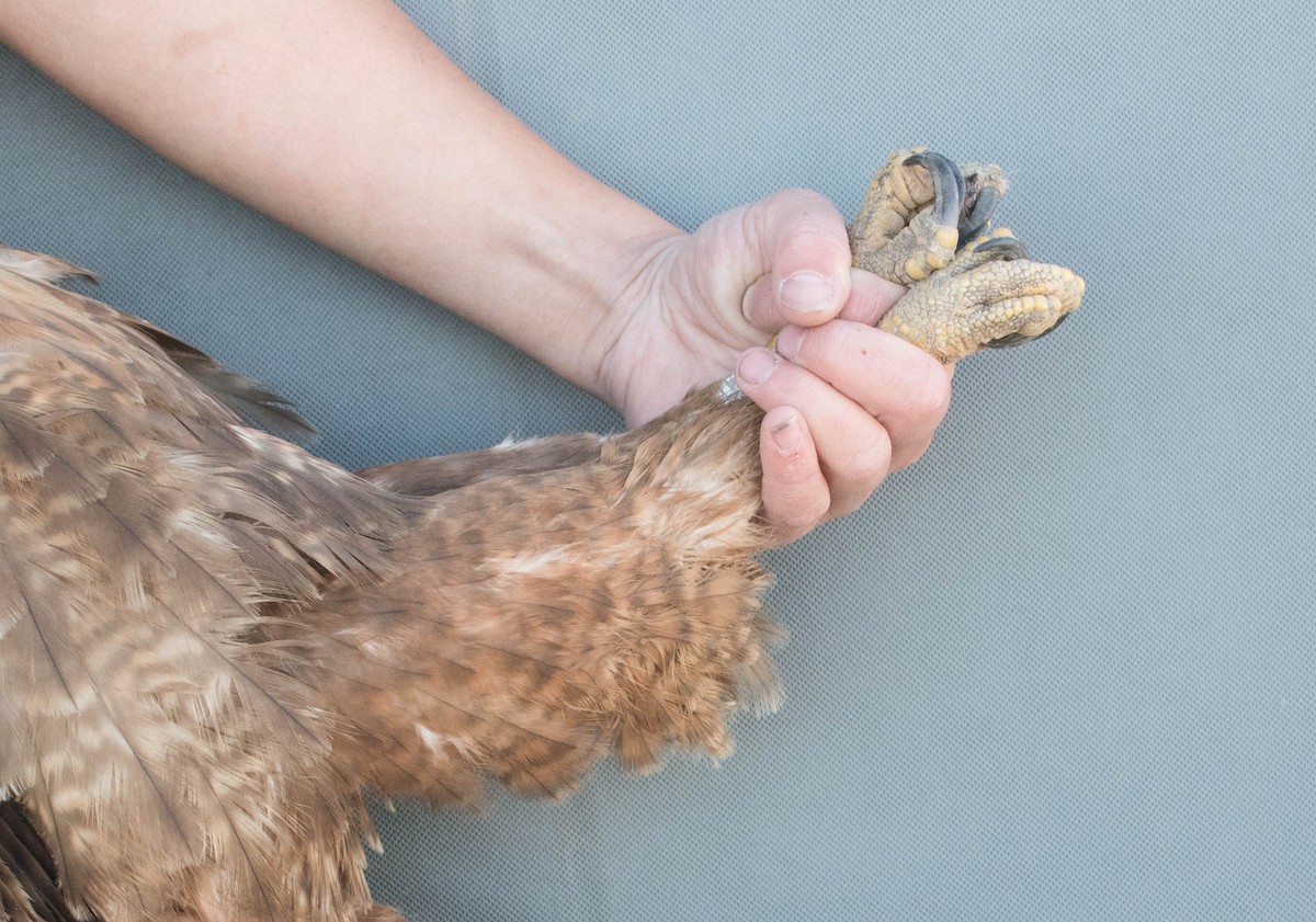 Red-tailed Hawk (calurus/alascensis) - ML644993462
