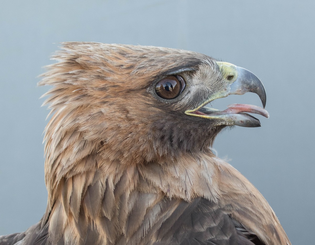 Red-tailed Hawk (calurus/alascensis) - ML644993464