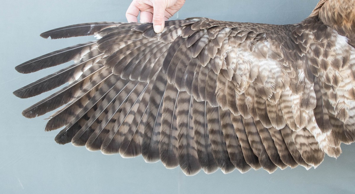 Red-tailed Hawk (calurus/alascensis) - ML644993467