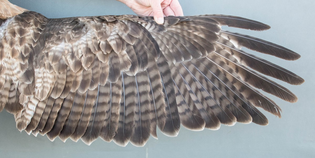 Red-tailed Hawk (calurus/alascensis) - ML644993470