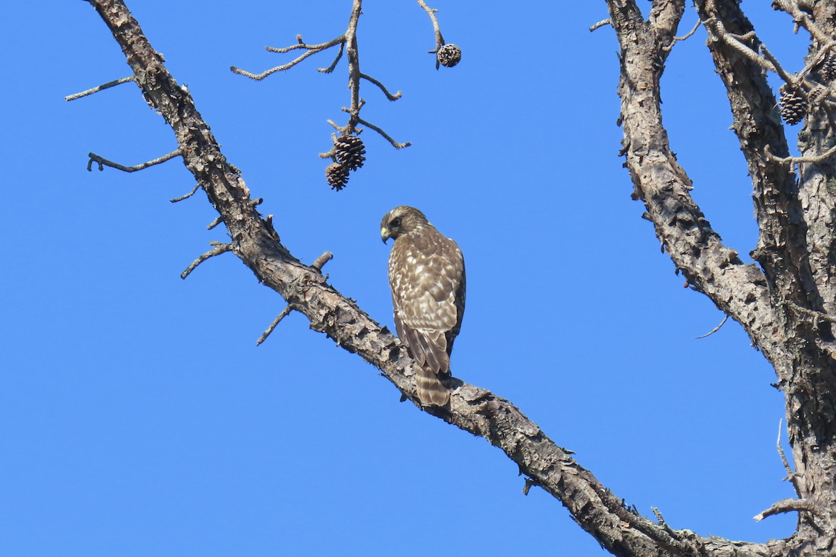 Red-shouldered Hawk - ML644993474