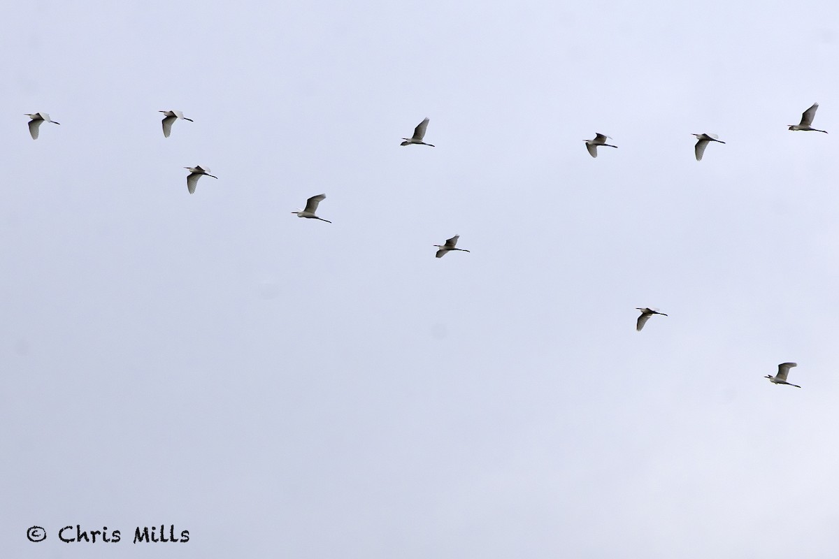 Great Egret - ML644993487