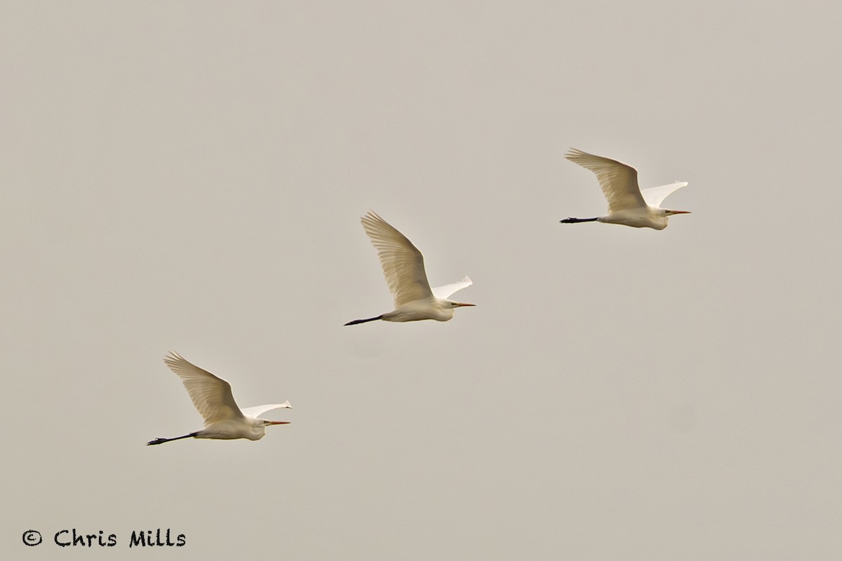 Great Egret - ML644993488