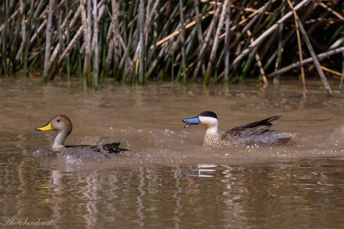 Puna Teal - ML644993489