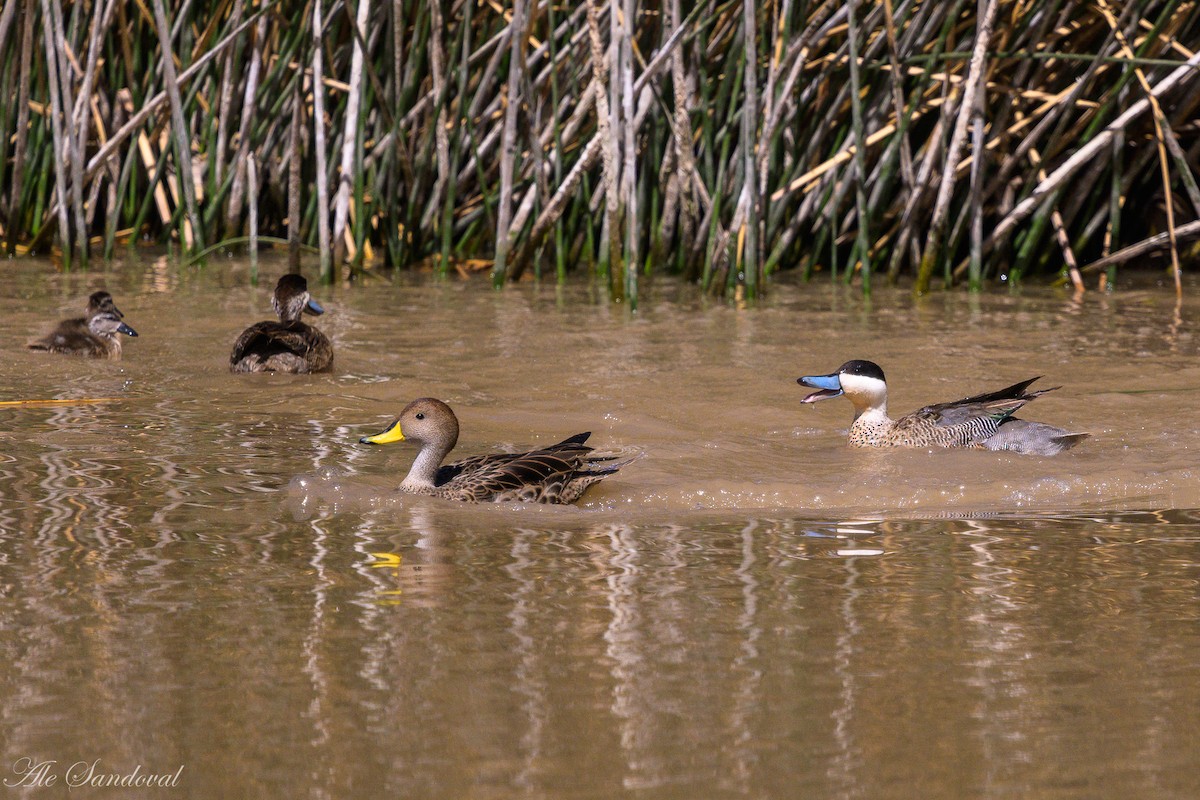 Puna Teal - ML644993490