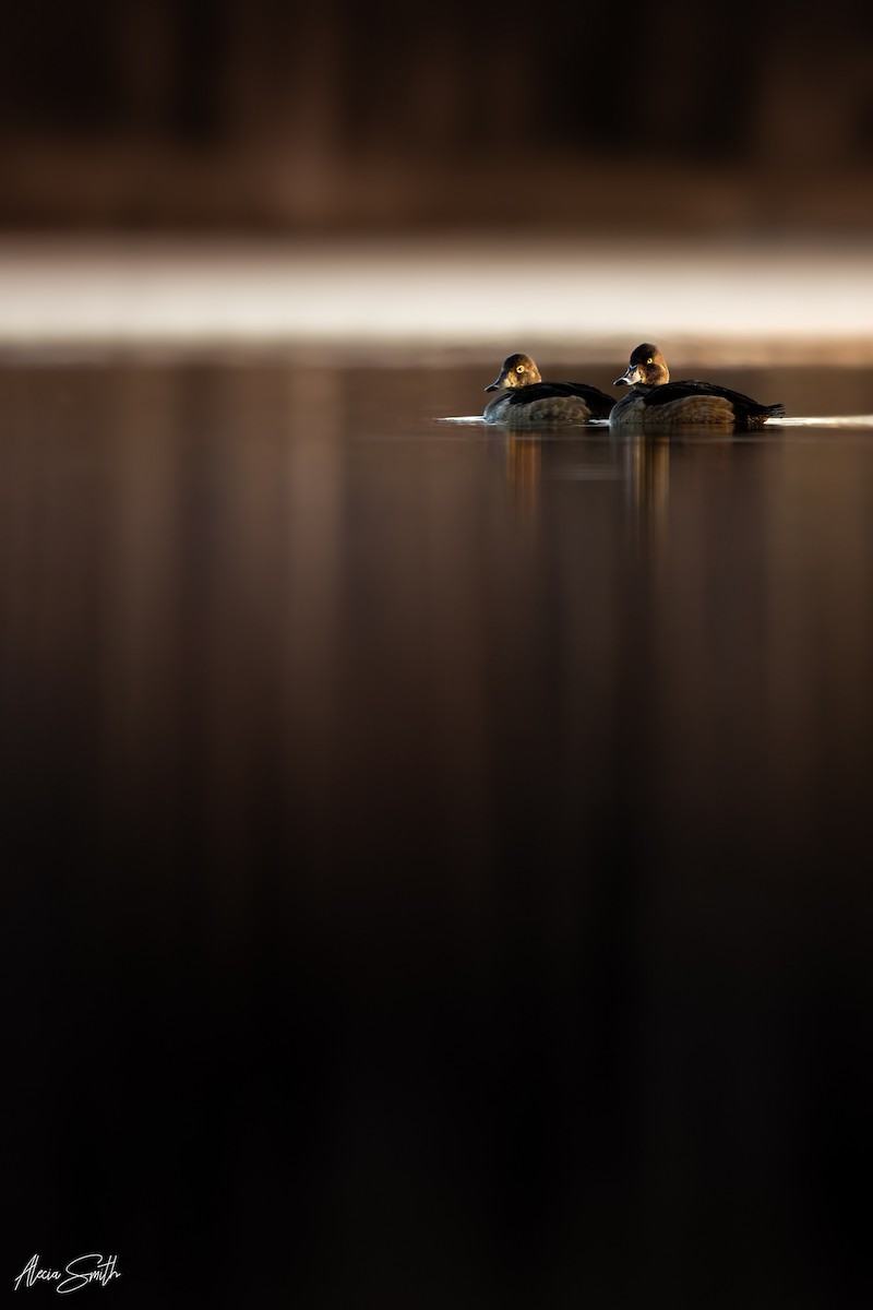 Ring-necked Duck - ML644993499