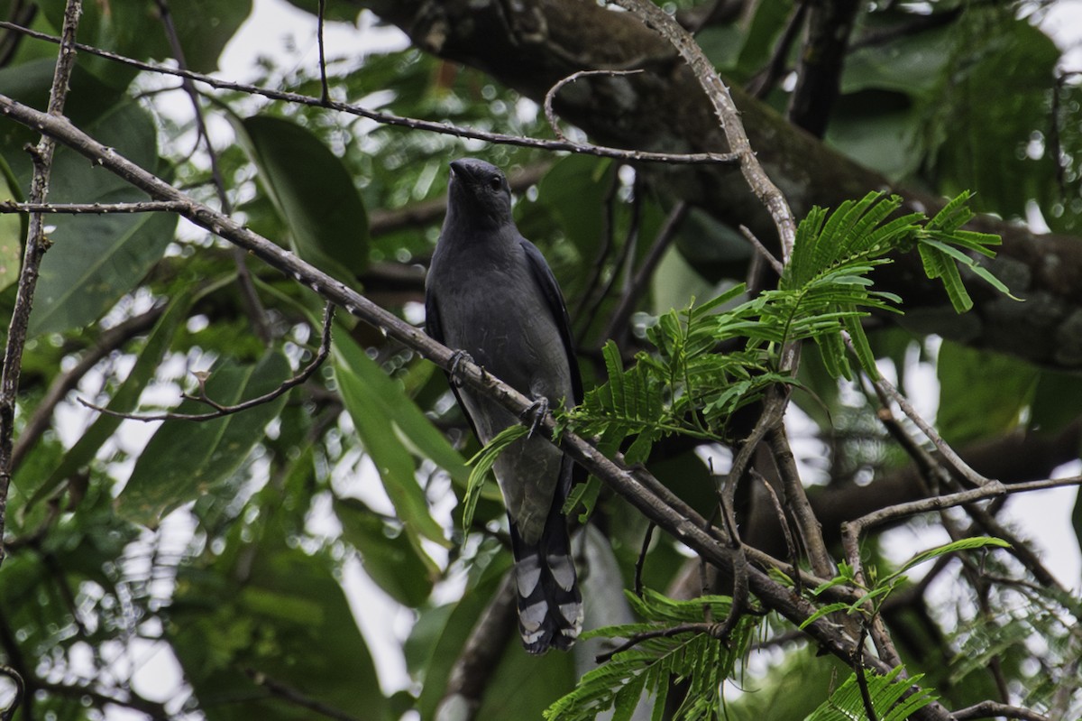 Траурный личинкоед-свистун - ML644993501