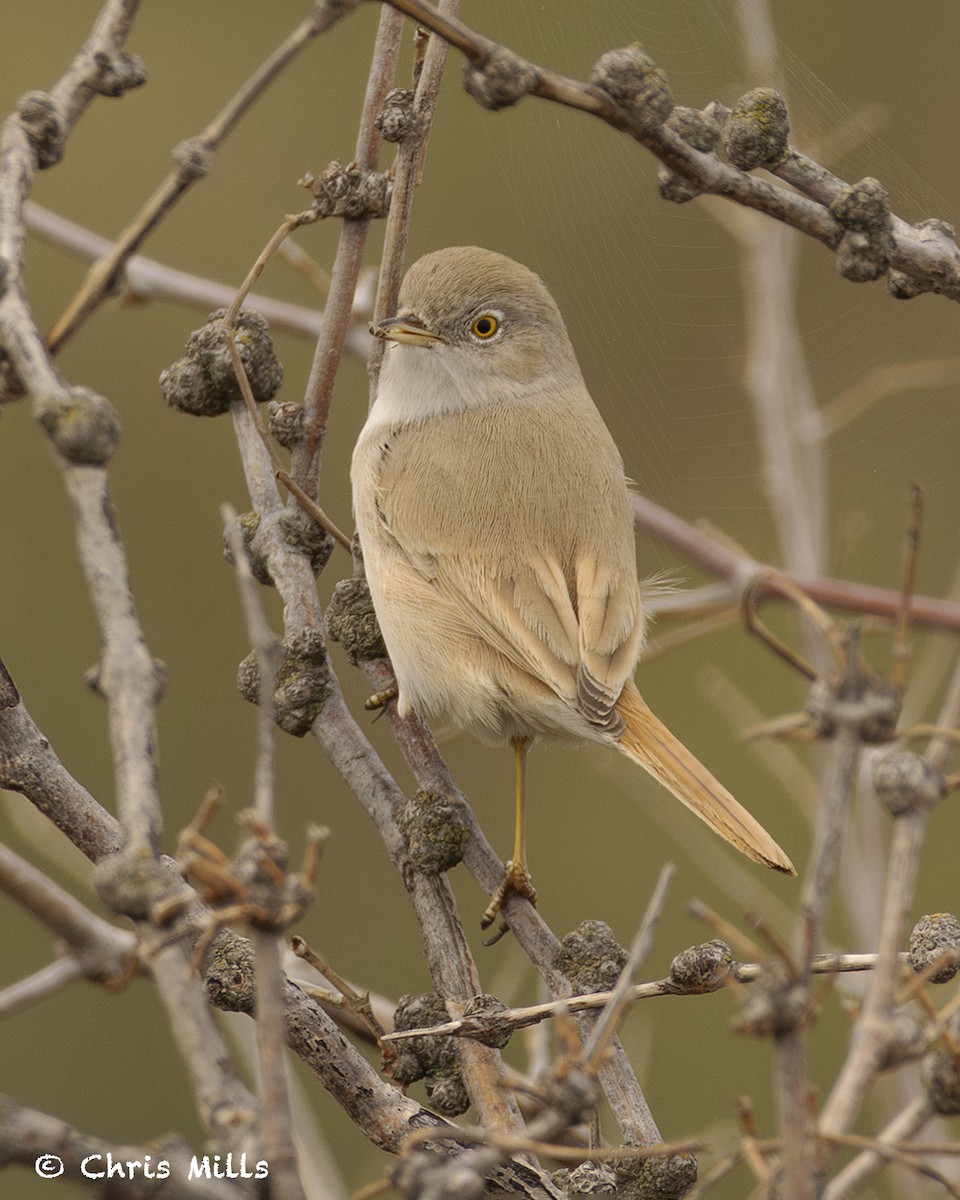 Asian Desert Warbler - ML644993503